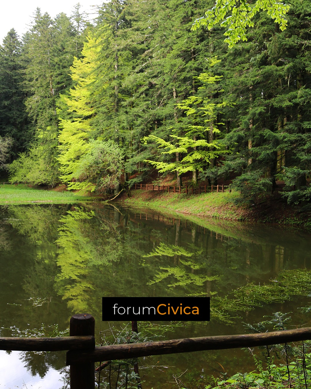 forum Civica wood 2
