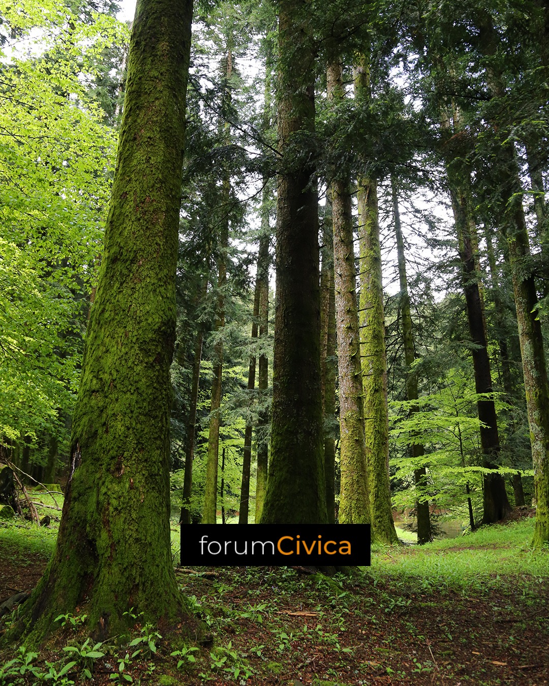 forum Civica wood 3