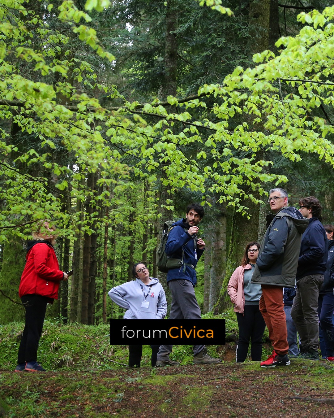 forum Civica wood 4