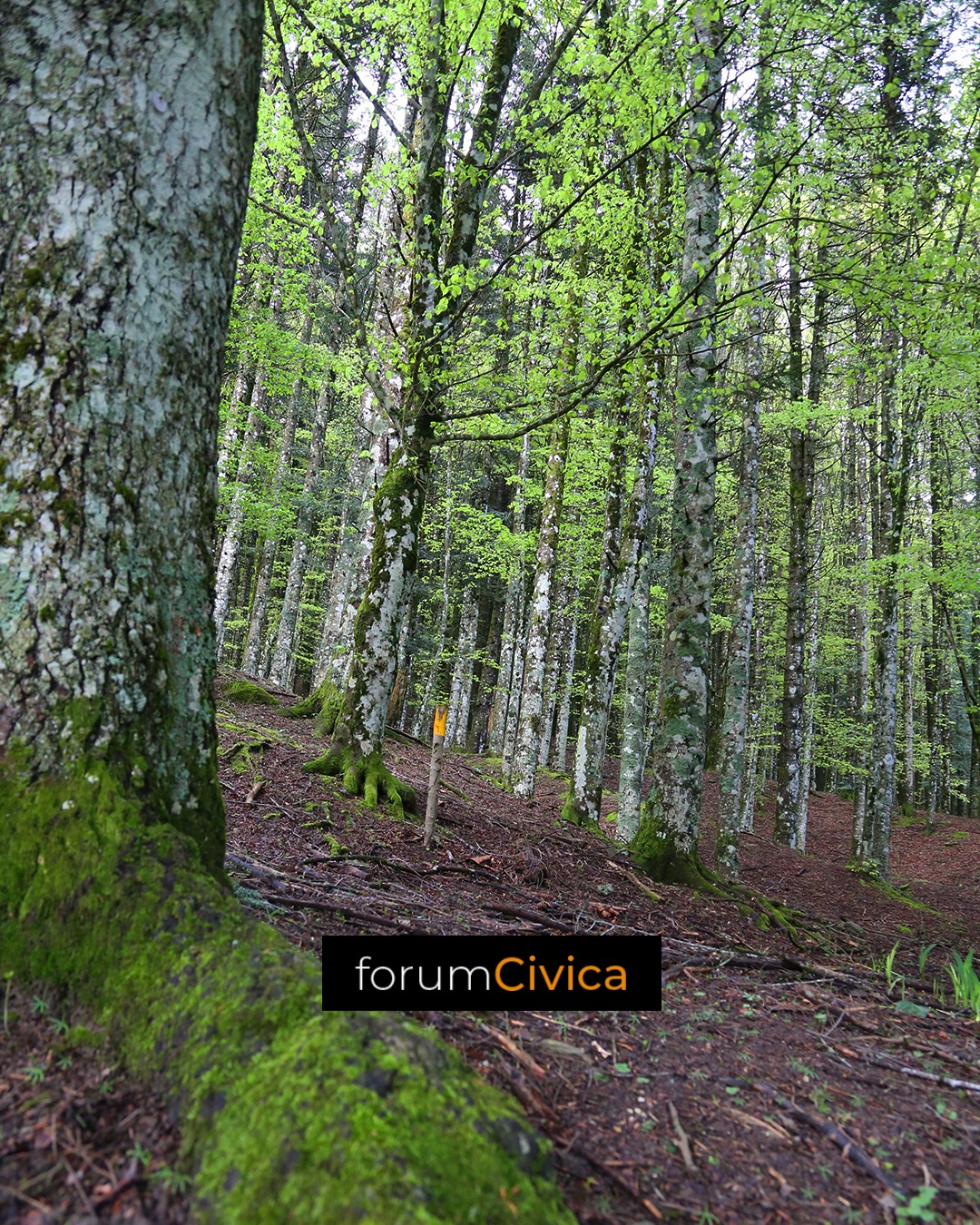 forum Civica wood 5