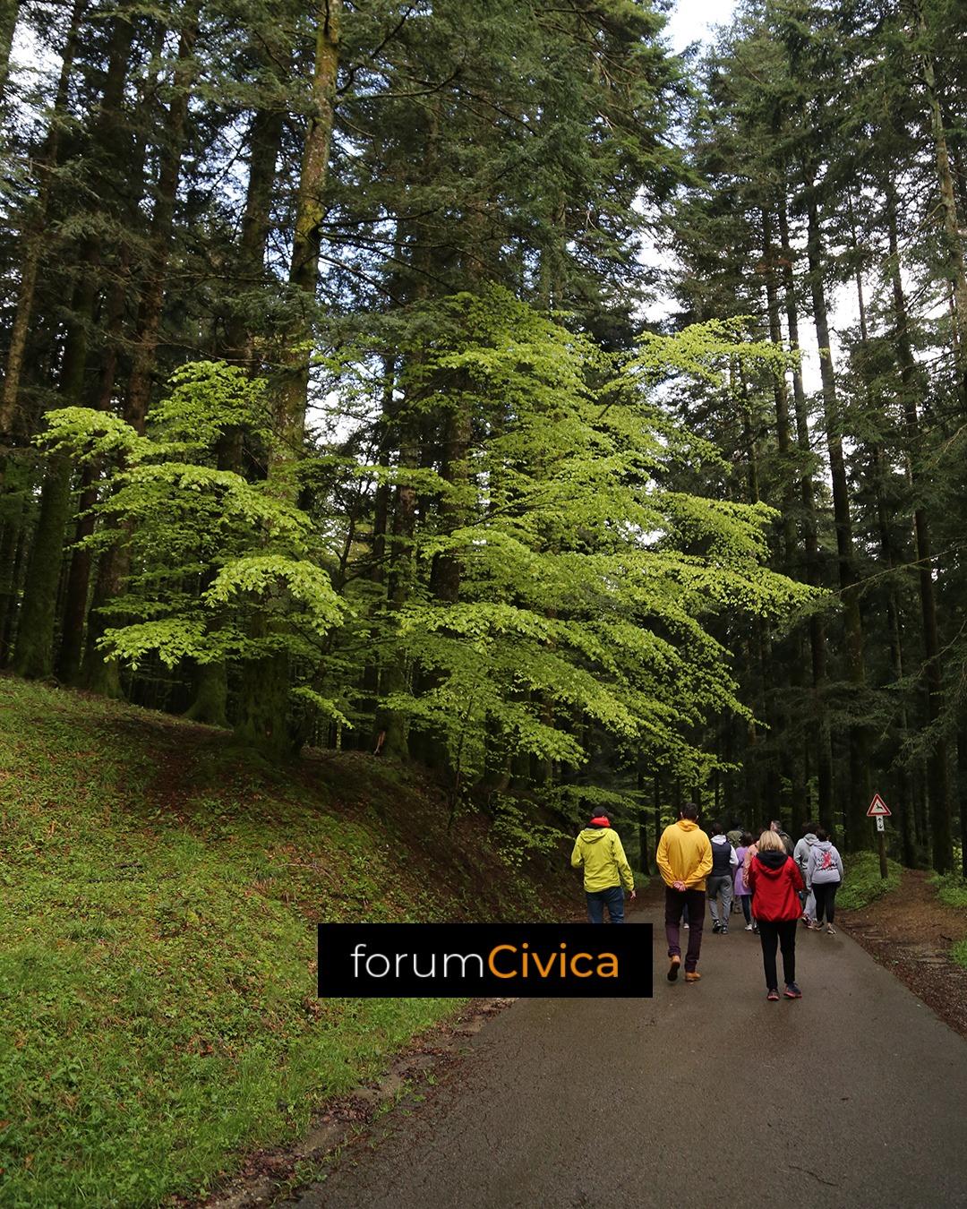 forum Civica wood 6