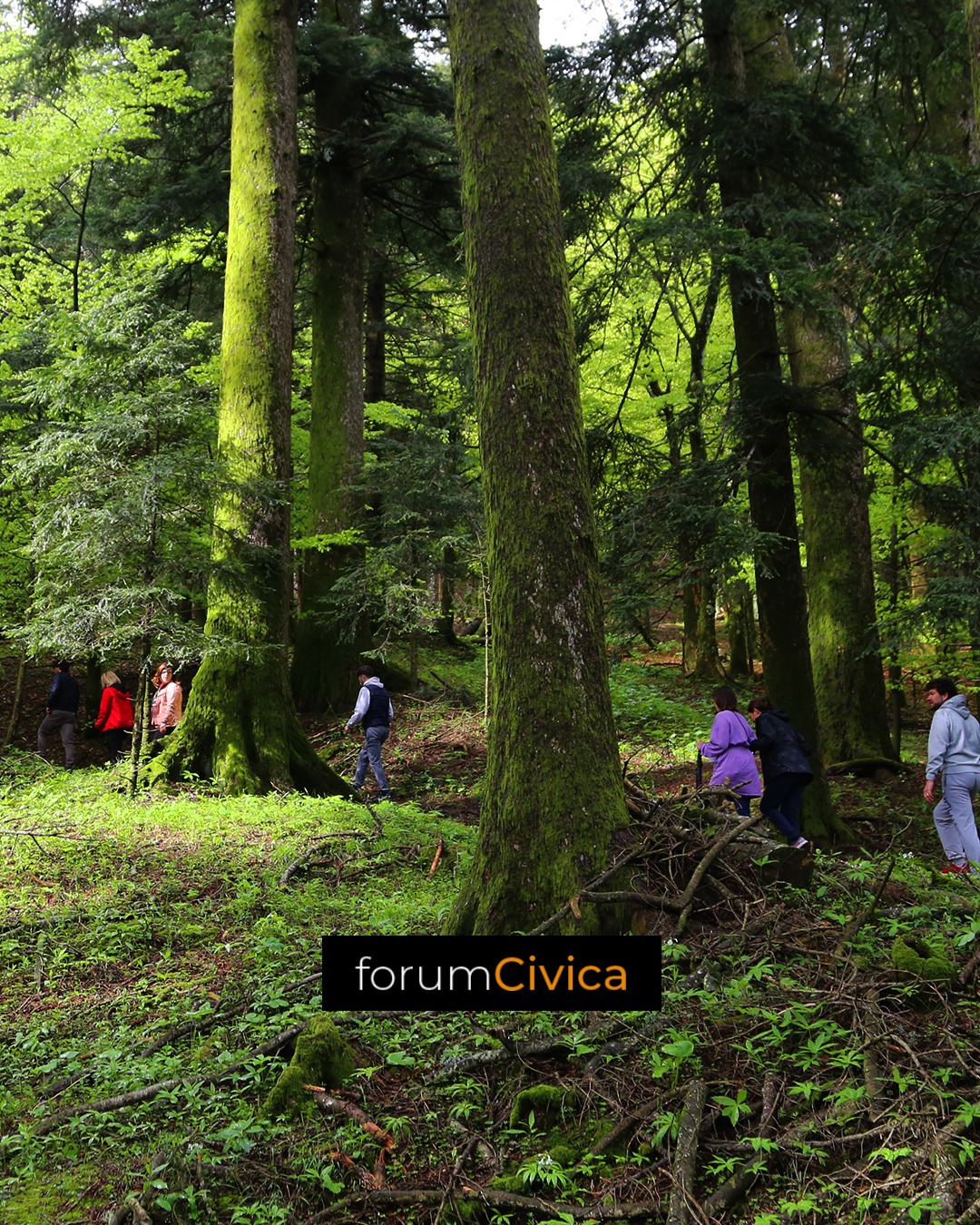 forum Civica wood 7