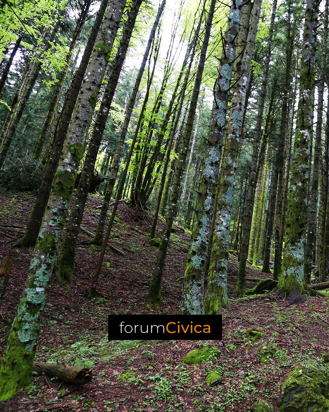 forum Civica wood 8